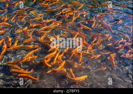 Piscines de poissons sur une ferme de truites de japanes (truite jaune), concept de ferme de poissons - Cavedine, Trentin-Haut-Adige, nord de l'Italie. Élevage de truites Banque D'Images