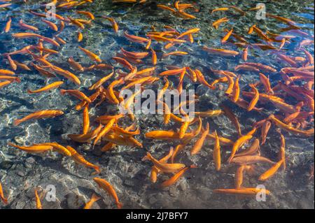 Piscines de poissons sur une ferme de truites de japanes (truite jaune), concept de ferme de poissons - Cavedine, Trentin-Haut-Adige, nord de l'Italie. Élevage de truites Banque D'Images