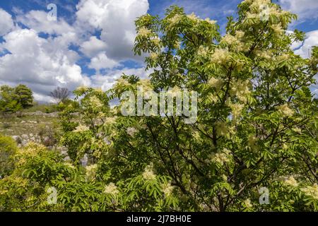 Les fleurs de Fraxinus ornus, la cendre de manna Banque D'Images