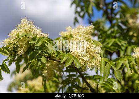 Les fleurs de Fraxinus ornus, la cendre de manna Banque D'Images