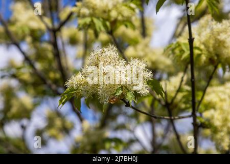 Les fleurs de Fraxinus ornus, la cendre de manna Banque D'Images