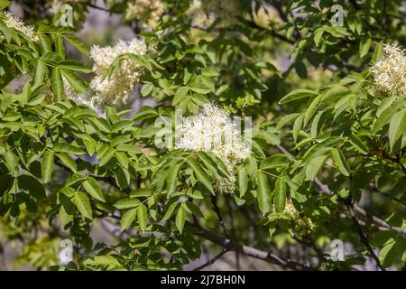 Les fleurs de Fraxinus ornus, la cendre de manna Banque D'Images