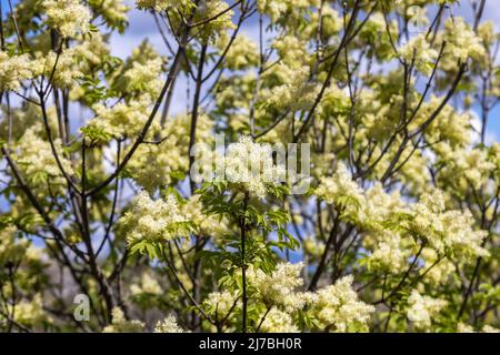 Les fleurs de Fraxinus ornus, la cendre de manna Banque D'Images