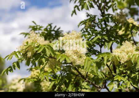 Les fleurs de Fraxinus ornus, la cendre de manna Banque D'Images