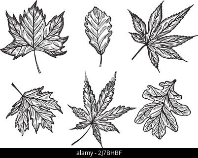 Ensemble différentes feuilles d'érable et de chêne gravées dans un fond blanc isolé. Feuillage botanique vintage dessiné à la main. Conception d'esquisse vectorielle pour post-production Illustration de Vecteur