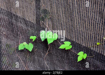 Ivyleaf morningglory – Ipomoea hederacea, plante parasite de feuilles vertes Banque D'Images