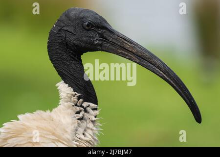 Gros plan sur le profil de la tête d'un oiseau ibis avec son bec noir incurvé et son fond vert Banque D'Images