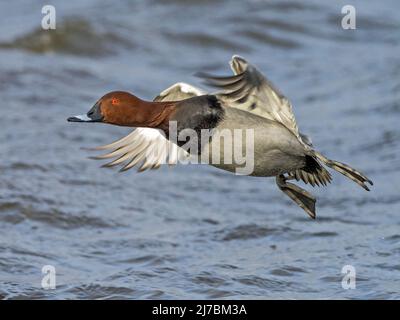 Mâle Common Pochard (Aythya ferina), entrant dans la terre, Welney WWT, Norfolk Banque D'Images