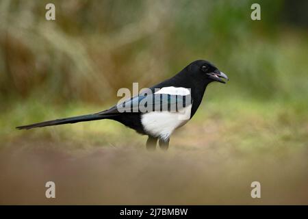 European Magpie ou Common Magpie, Pica pica, oiseau noir et blanc à longue queue, dans l'habitat naturel, fond clair, Allemagne Banque D'Images