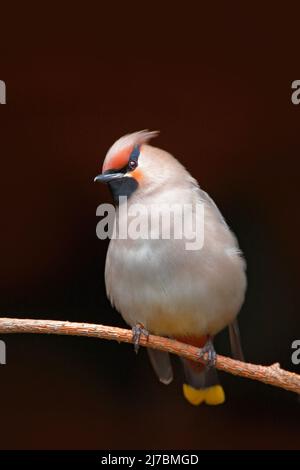 Waxwing, Bombycilla garrulus, assis sur la branche, arrière-plan sombre, République tchèque Banque D'Images