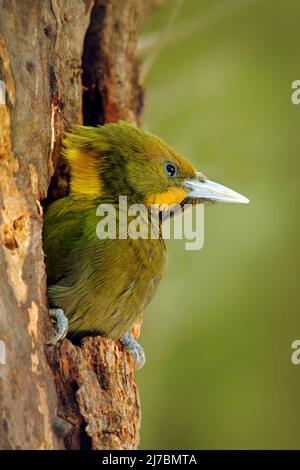 Grand Yellownape, Picus flavinucha, sur le nid de trou d'arbre, portrait détaillé du pic vert, Inde Banque D'Images