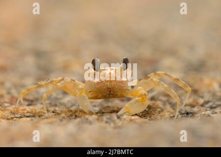 Crabe sur la plage de sable, portrait détaillé dans l'habitat naturel, parc national de Yala, Sri Lanka Banque D'Images