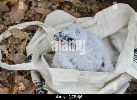 07 mai 2022, Brandebourg, Sauen : un jeune Faucon pèlerin (Falco peregrinus) est assis dans un sac en tissu sur le fond de la forêt de Sauen. Le même jour, la progéniture a été encerclée dans un nid de faucons pèlerins. Les deux volontaires Silvio Herold et Winfried Nachtigall de l'Arbeitskreis Wanderfalkenschutz e.V. (AWS) ont pris quatre poussins du nid au sommet d'un arbre de pin puissant. Les jeunes faucons pèlerins, âgés chacun d'environ 25 jours, ont été mesurés, pesés et donnés deux anneaux. Pendant ce temps, les parents ont encerclé la zone forestière. Après 20 minutes, les quatre oiseaux ont été ramenés en toute sécurité dans leur nid. Pho Banque D'Images