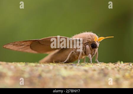 Papillon de l'empereur – Oiticella sp. – Magnifique grand papillon des forêts et des forêts sud-américaines, Équateur. Banque D'Images