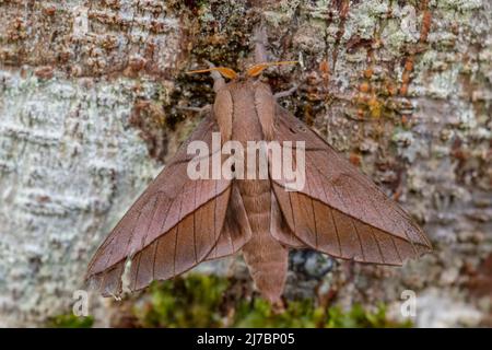 Papillon de l'empereur – Oiticella sp. – Magnifique grand papillon des forêts et des forêts sud-américaines, Équateur. Banque D'Images