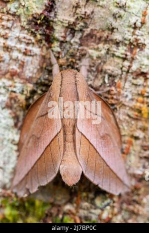 Papillon de l'empereur – Oiticella sp. – Magnifique grand papillon des forêts et des forêts sud-américaines, Équateur. Banque D'Images