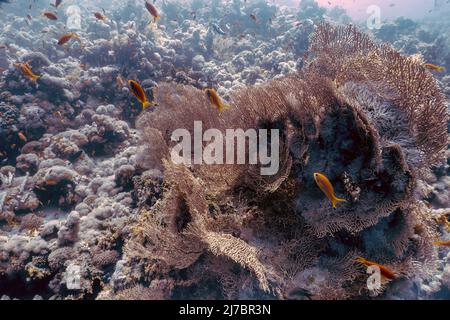 Ventilateurs géants de la mer gorgonienne (Subergorgia hicksoni) dans la mer Rouge, Égypte Banque D'Images