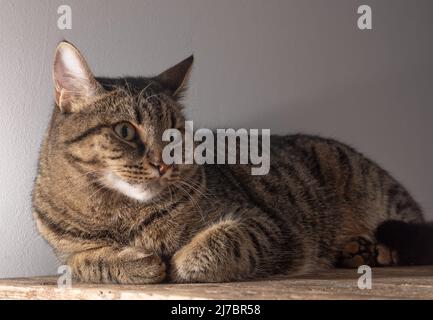 Chat de shorthair européen. Portrait d'un chat brun rayé domestique. Museau avec moustache. Animal à la maison. Banque D'Images