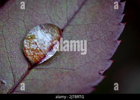 Après la pluie : un seul raindrop sur une feuille de rose sombre capte la lumière argentée du ciel et agrandit la structure de la feuille là où elle se trouve Banque D'Images