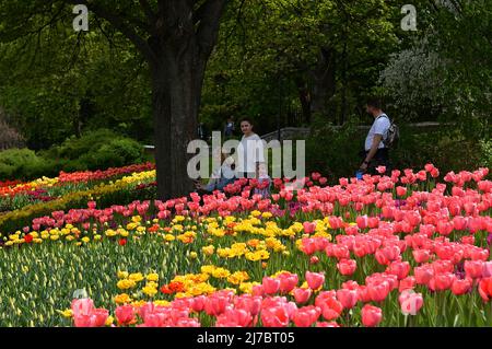 KIEV, UKRAINE - 7 MAI 2022 - les visiteurs marchent devant un lit de fleurs pendant une tulipe traditionnelle au Pôle Spivoche du parc paysager Pecherskyi, Kiev, c Banque D'Images