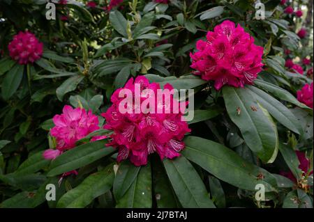 Floraison Rhododendron en pleine floraison dans la réserve naturelle de Thurford Woods, North Norfolk. Banque D'Images