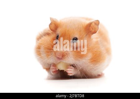Petit hamster manger du fromage isolé sur fond blanc Banque D'Images