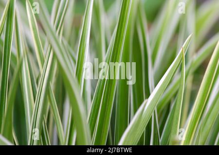 Défocused des feuilles de Lili paris (Chlorophytum comosum), souvent appelées plante araignée Banque D'Images