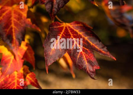 Feuille d'autum et jardin japonais Banque D'Images