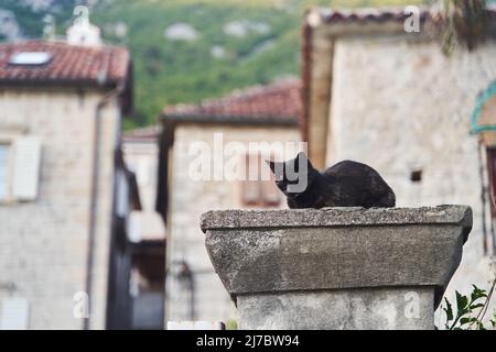 Beau chat sombre assis dans la rue Banque D'Images
