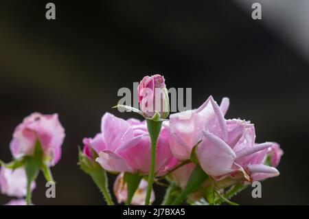 Beaux roses roses boutons de fleur avec fond sombre Banque D'Images