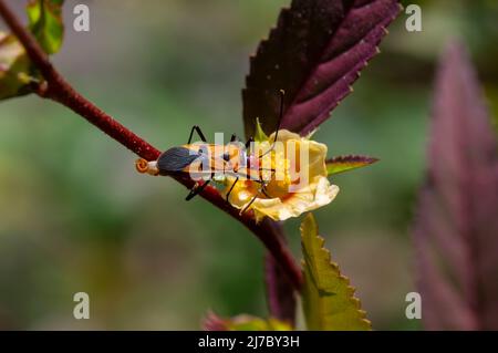 Un coléoptère rouge sur une fleur jaune Banque D'Images