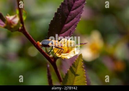 Un coléoptère rouge sur une fleur jaune Banque D'Images