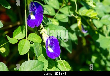 Clitoria ternatea fleur, communément connu sous le nom de pigeonnets asiatiques, papillon pois Banque D'Images