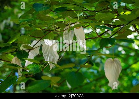 l'arbre à mouchoir est un arbre à feuilles caduques de taille moyenne avec des feuilles vert vif, largement ovées, jusqu'à 15cm de longueur. Banque D'Images