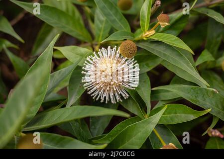 Buttonbush ( Cephalanthus occidentalis ) plante ornementale avec son coronavirus comme dense fleurs disposées de façon sphérique Banque D'Images