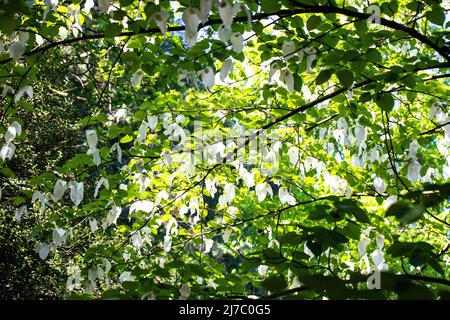 l'arbre à mouchoir est un arbre à feuilles caduques de taille moyenne avec des feuilles vert vif, largement ovées, jusqu'à 15cm de longueur. Banque D'Images