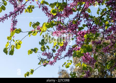 Fleurs d'arbre de Judas, cette espèce forme un petit arbre jusqu'à 12 m (39 pi) de hauteur et 10 m (32 pi) de largeur. Banque D'Images