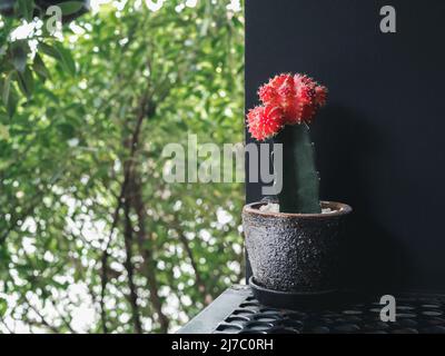 Petite fleur de cactus rouge-vert frais dans le pot de plante en argile sur étagère en acier sur fond de mur près du jardin extérieur. Banque D'Images