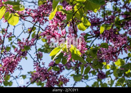 Fleurs d'arbre de Judas, cette espèce forme un petit arbre jusqu'à 12 m (39 pi) de hauteur et 10 m (32 pi) de largeur. Banque D'Images