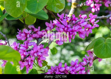 Fleurs d'arbre de Judas, cette espèce forme un petit arbre jusqu'à 12 m (39 pi) de hauteur et 10 m (32 pi) de largeur. Banque D'Images