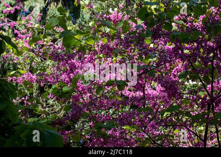 Fleurs d'arbre de Judas, cette espèce forme un petit arbre jusqu'à 12 m (39 pi) de hauteur et 10 m (32 pi) de largeur. Banque D'Images