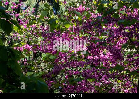 Fleurs d'arbre de Judas, cette espèce forme un petit arbre jusqu'à 12 m (39 pi) de hauteur et 10 m (32 pi) de largeur. Banque D'Images