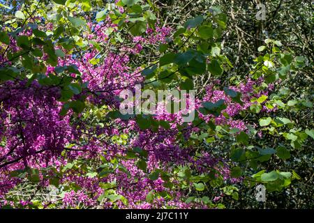 Fleurs d'arbre de Judas, cette espèce forme un petit arbre jusqu'à 12 m (39 pi) de hauteur et 10 m (32 pi) de largeur. Banque D'Images