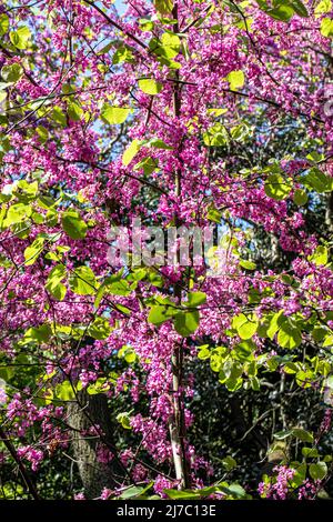 Fleurs d'arbre de Judas, cette espèce forme un petit arbre jusqu'à 12 m (39 pi) de hauteur et 10 m (32 pi) de largeur. Banque D'Images