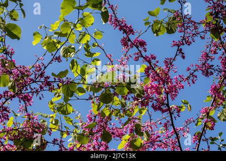 Fleurs d'arbre de Judas, cette espèce forme un petit arbre jusqu'à 12 m (39 pi) de hauteur et 10 m (32 pi) de largeur. Banque D'Images