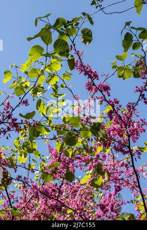 Fleurs d'arbre de Judas, cette espèce forme un petit arbre jusqu'à 12 m (39 pi) de hauteur et 10 m (32 pi) de largeur. Banque D'Images