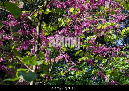 Fleurs d'arbre de Judas, cette espèce forme un petit arbre jusqu'à 12 m (39 pi) de hauteur et 10 m (32 pi) de largeur. Banque D'Images