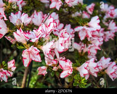 Les azalées appartiennent au genre Rhododendron et appartiennent à la famille des génisses (Ericaceae). Bien aimé pour leur délicieusement lumineux et durable Banque D'Images