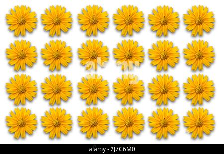 Motif de fleurs jaunes isolé sur fond blanc Banque D'Images
