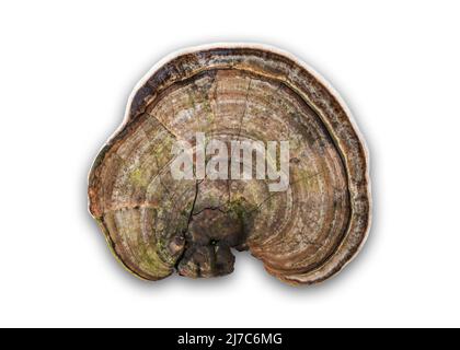 Champignons ou champignons sur fond blanc Banque D'Images